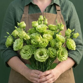 Rosanne 1 Green, (F1) Lisianthus Seeds